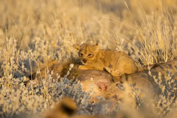 Vahşi hayvanlar, doğa geçmişi