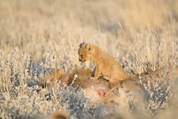 Kırmızı aslan (panthera leo) vahşi doğada savanada, botsvana, Afrika