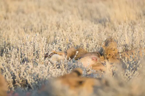 Çöldeki bir grup vahşi hayvan.
