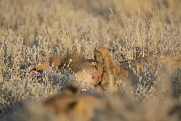 Ormanda vahşi aslan