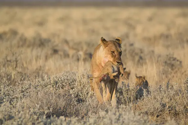 Bahar mevsiminde genç ve vahşi bir geyik.