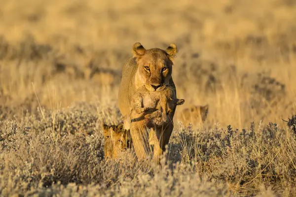 Bahar mevsiminde çimlerde bebeğiyle aslan yavrusu