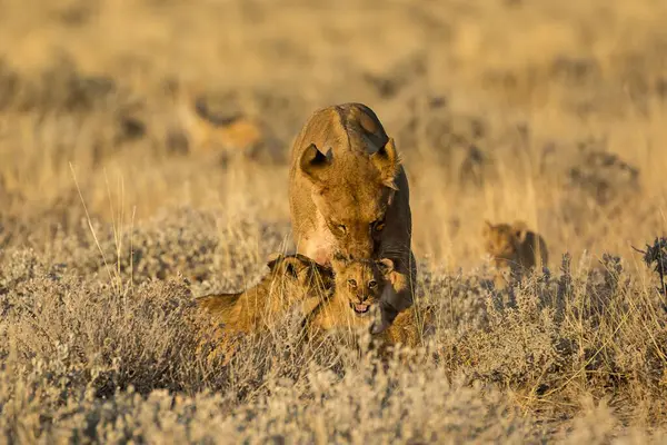 Afrika bozkırında vahşi bir aslan