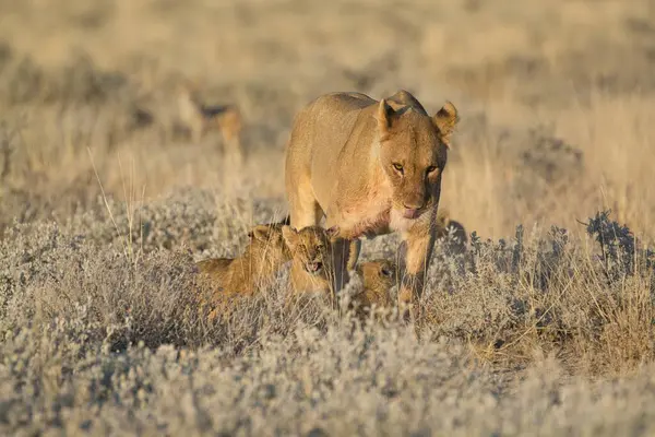 Yaban domuzu ailesi, vahşi memeli.