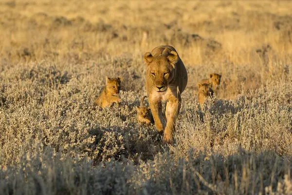 Çimenlerdeki vahşi aslanlar