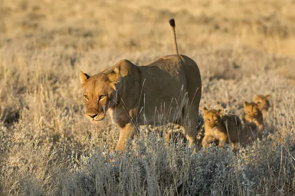 Bir aslan ve annesi vahşi doğada