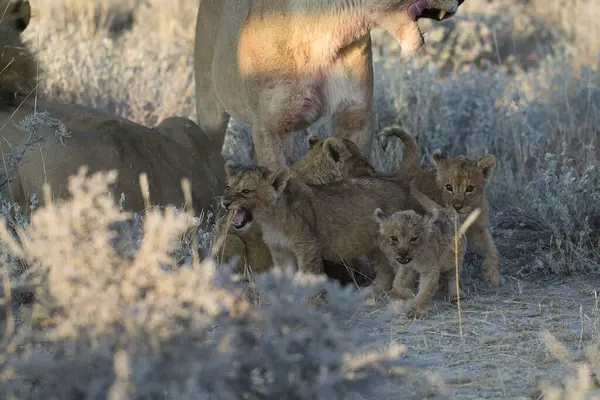 Vahşi kutup ayısı