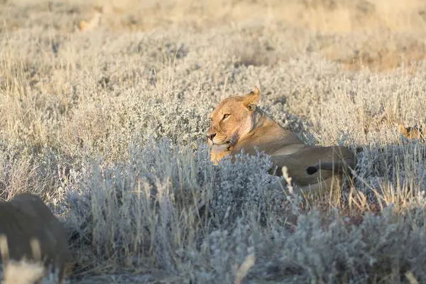 Ormanda yaban domuzu