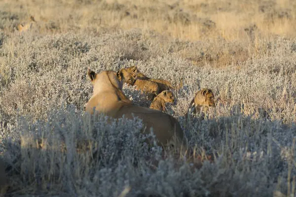 Doğadaki vahşi aslan.