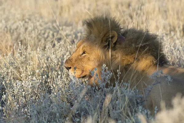 Güney Afrika 'daki Kruger Ulusal Parkı' nda aslan var.