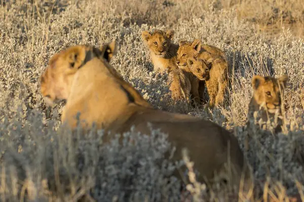 Çimlerde bir grup aslan.