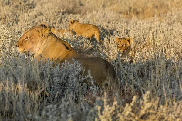 Afrika Namibya 'da Etoşa' nın çimlerinde aslan ailesi