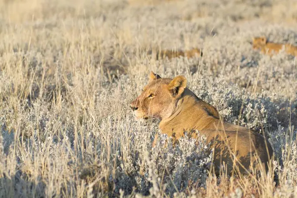 Etoşa Ulusal Parkı 'nda aslanlar