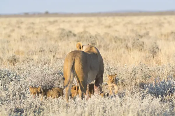 Çölde bebeği olan genç vahşi bir aslan.