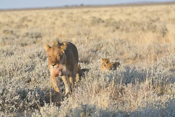 Vahşi aslanın vahşi doğasında