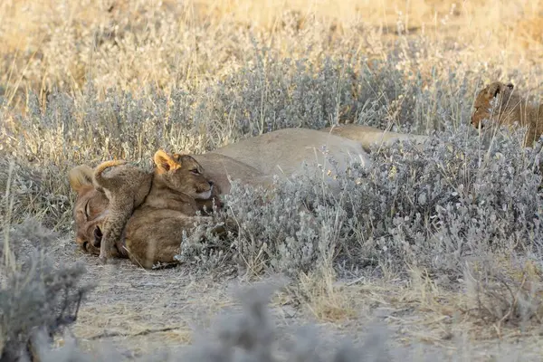 Güneş ışığında aslanla sevimli bir aslanın yakın plan çekimi.