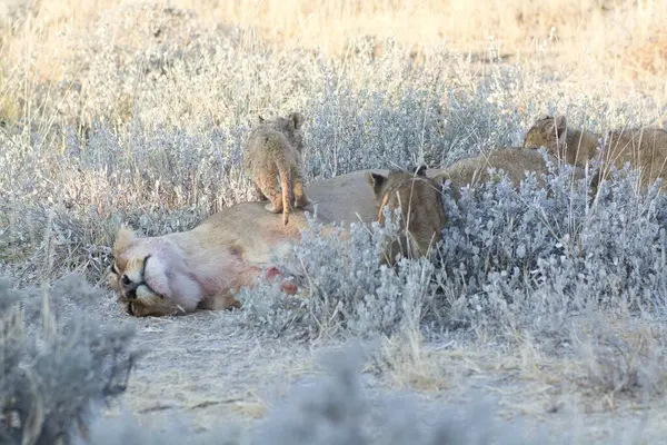 Aslan ve aslan vahşi doğada