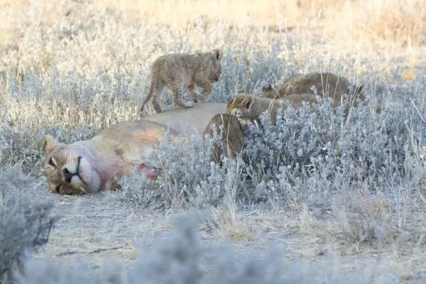 Amerika Birleşik Devletleri ulusal parkında vahşi aslanlar