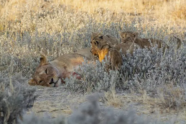 Güney Afrika 'nın ulusal parkındaki çimlerde vahşi aslan yavrusu
