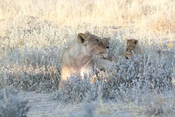 Namibya 'daki savanda aslanlar