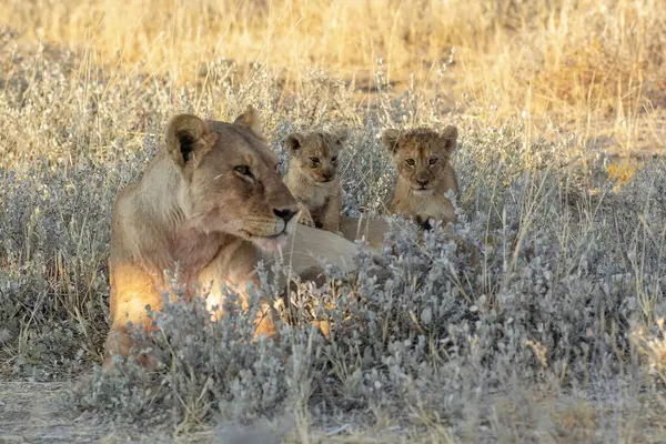 Aslan yavrusu çimlerde