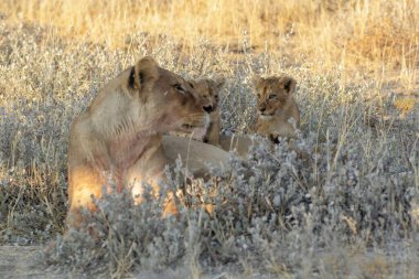 Savanadaki bir grup aslan.