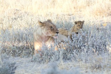 Afrika savanındaki aslanlar