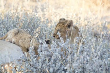 Aslan yavrusu güneşte çimlerde