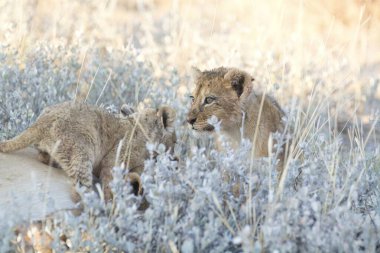 Kenya savanındaki aslan