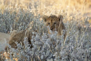 Kuru çimenlerde oynayan aslan yavruları..
