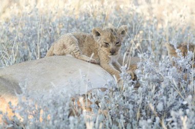 Afrika bozkırında oynayan vahşi bir aslan yavrusu.