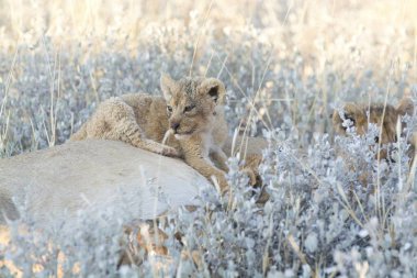 Savanada bir çift vahşi hayvan