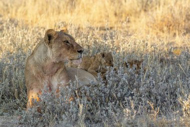 Güney Afrika 'daki Kruger Ulusal Vahşi Yaşam Parkı' ndaki aslanlar.