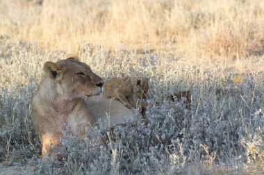 Vahşi aslan yavrusu
