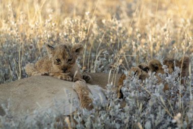 Vahşi bir aslan yavrusu.