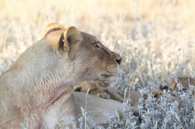 Aslan Kruger Park, Güney Afrika