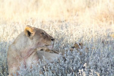 Vahşi Afrika 'daki aslan... Batı nehrinin doğasında...
