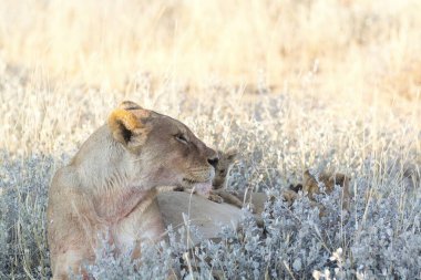 Vahşi doğada dişi aslan.