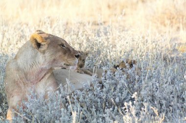 Afrika savanındaki aslanlar