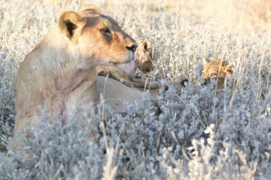 Vahşi doğada genç beyaz bir aslan