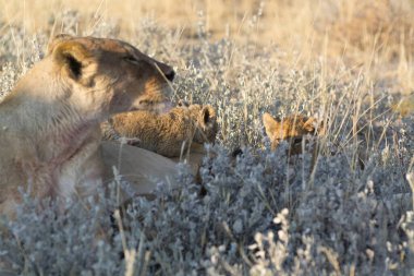 Afrika'da vahşi aslan