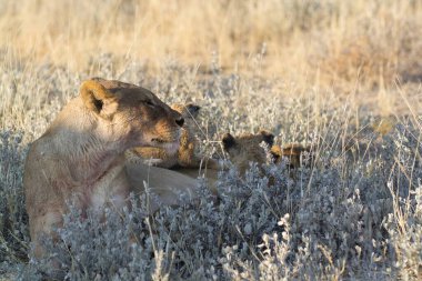 Bir aslan yavrusu ve bir anne oyun oynuyor.