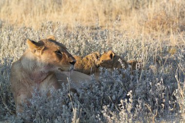 Etoşa namibya aslanı, Afrika