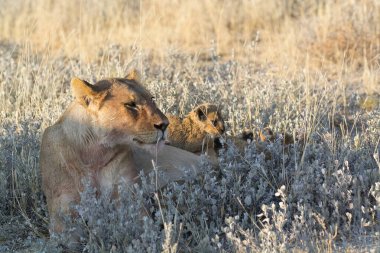 Aslan ın kruger national park, Güney Afrika
