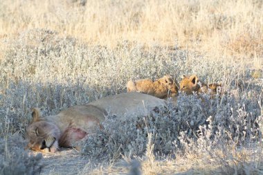 Afrika bozkırında vahşi bir aslan