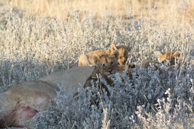 Afrika 'nın bozkırındaki aslan