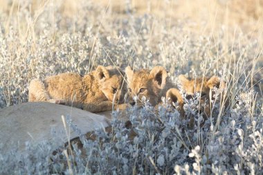 Vahşi doğada sevimli aslanlar