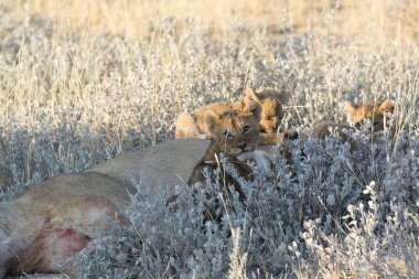 Çimlerin üzerinde bir grup aslan