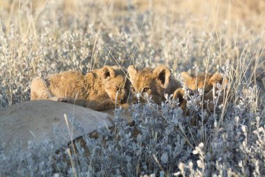 Aslan yavrusu çimlerde