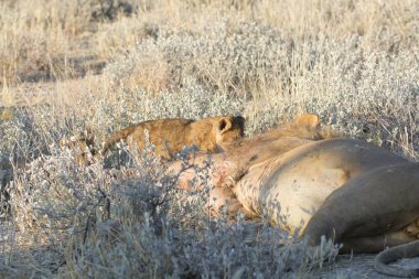 Utah çölünde kumların üzerinde dinlenen vahşi bir aslan.